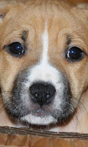 American Staffordshire Terrier screenshot 1