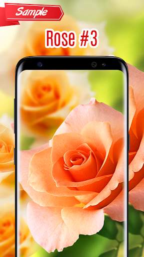 Rose Wallpaper screenshot 4