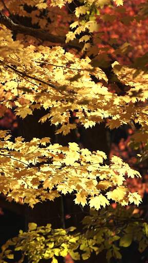 Autumn Video Wallpapers screenshot 2