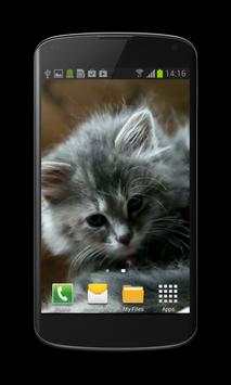 Cute Kitty Video Wallpaper screenshot 1
