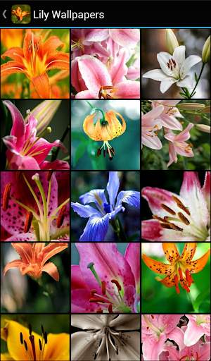 Lily Wallpapers screenshot 1
