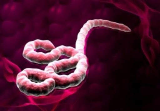 Ebola Virus screenshot 3