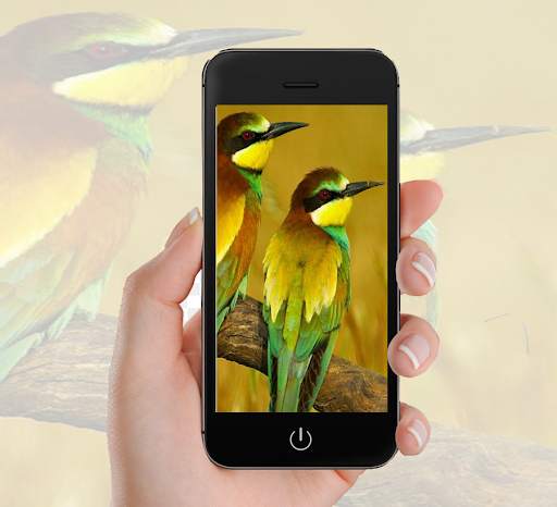 Bird Wallpaper screenshot 6