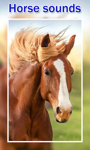 Horse Sounds and Ringtones screenshot 2