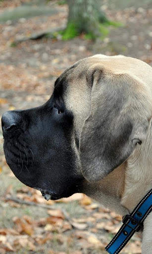 Mastiff Wallpaper screenshot 7