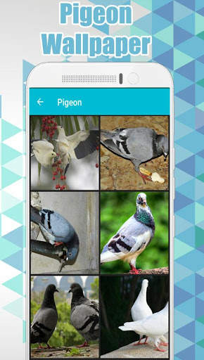 Pigeon Wallpaper HD 🐦 1 تصوير الشاشة