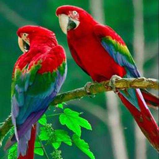 Parrot live wallpaper 1.1.2