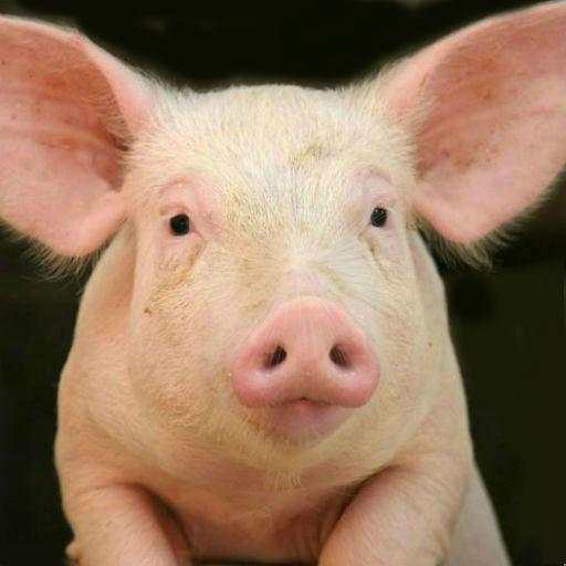 Pig Sounds 1.0