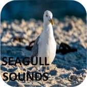 Seagull Sounds on 9Apps