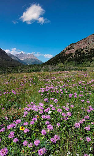 HD Mountain Flower Wallpaper скриншот 9
