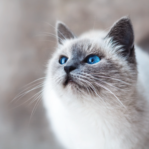 Cat Sounds icon