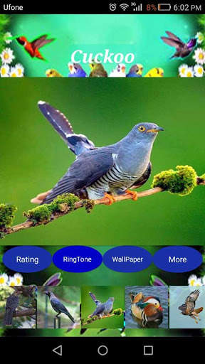 Sweet Bird Sounds Real screenshot 4