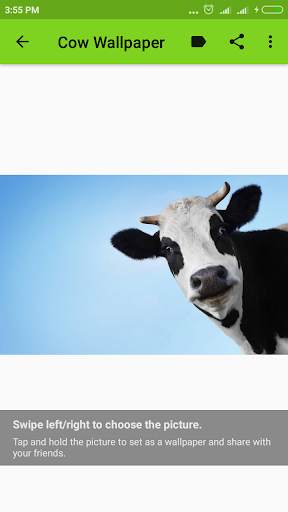 Cow Wallpaper screenshot 4