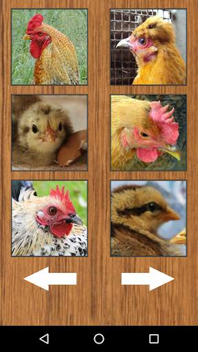 Funny Chicken Rooster Sounds screenshot 4