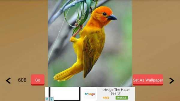 1000  Birds Wallpapers screenshot 17