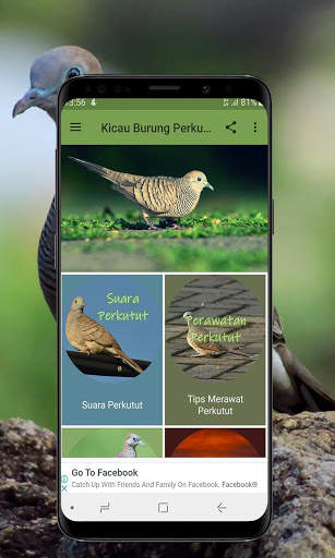 Kicau Burung Perkutut Offline screenshot 1