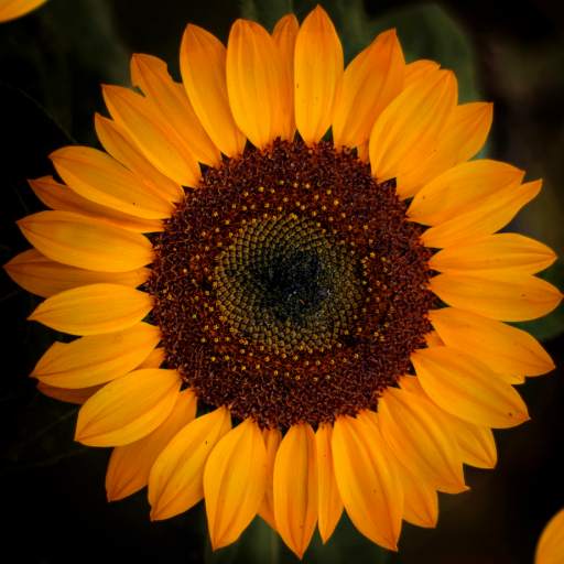 Sunflower Wallpapers 2.1.0