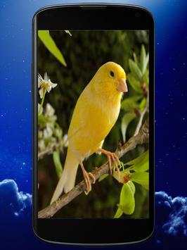 Canary Bird Sound Ringtones screenshot 1