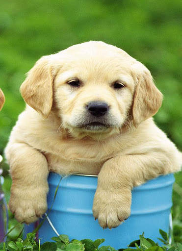 Puppy Wallpaper screenshot 2