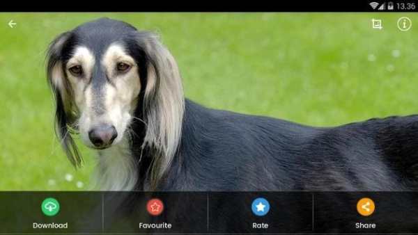 Saluki Dog Wallpaper screenshot 10