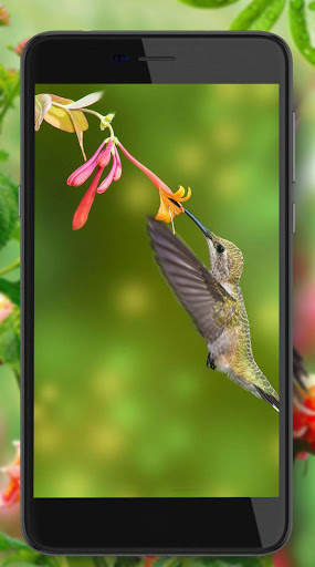 Hummingbird Cute screenshot 2
