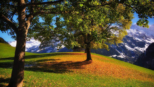 Autumn Wallpapers HD & 4k Backgrounds screenshot 11