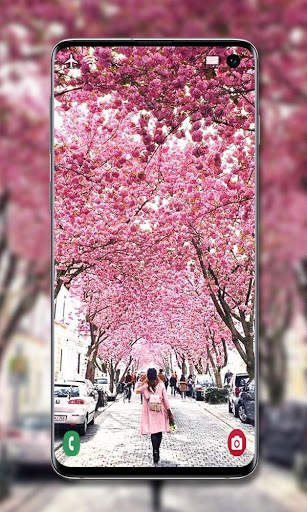 Cherry Blossom Wallpaper screenshot 6