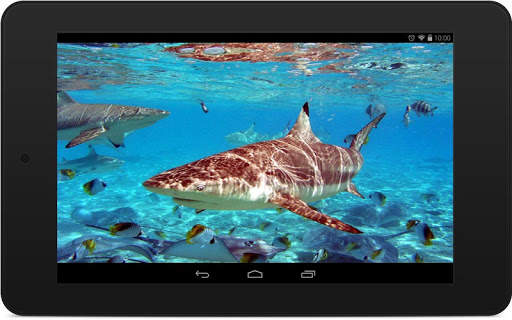 Shark Wallpapers screenshot 8