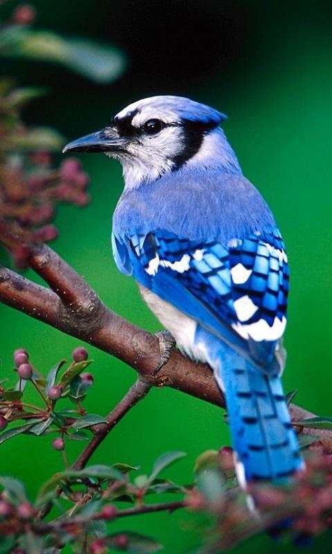 Birds Live Wallpapers screenshot 7