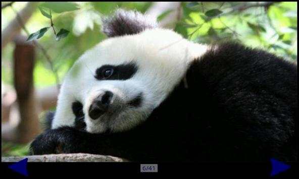 Panda Gallery HD screenshot 2