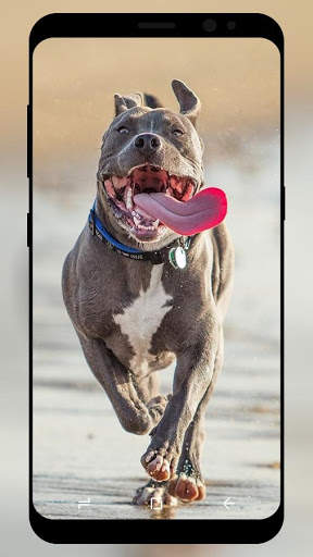 Pitbull Wallpaper HD screenshot 3
