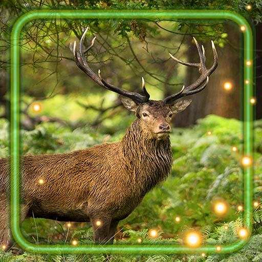 Forest Gallery Live Wallpaper 1.2