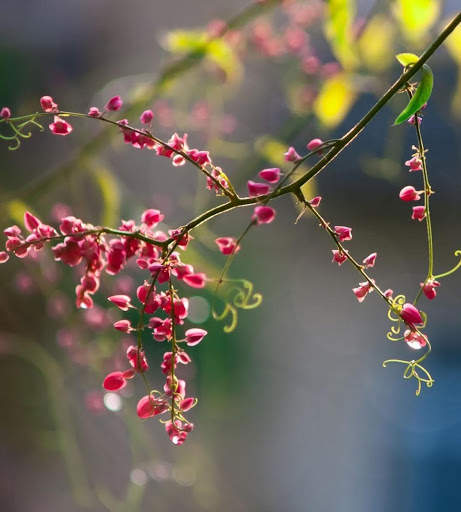 Spring Wallpapers HD screenshot 15