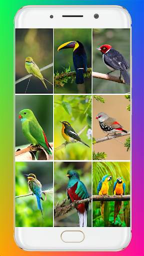 Bird Wallpaper HD screenshot 1