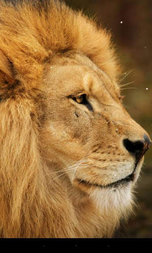 Lion Live Wallpaper screenshot 3
