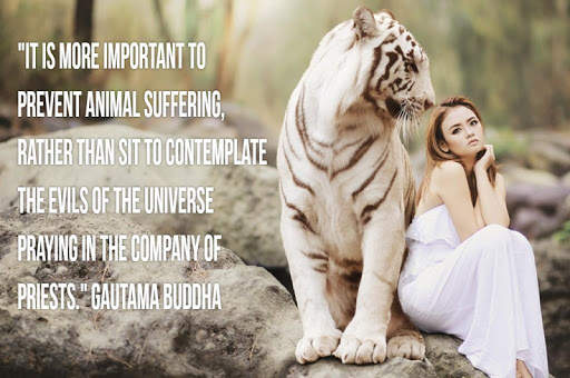Quotes of Buddha screenshot 5