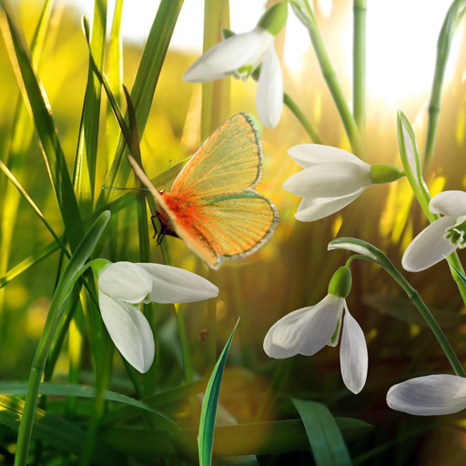 Spring Live Wallpaper icon