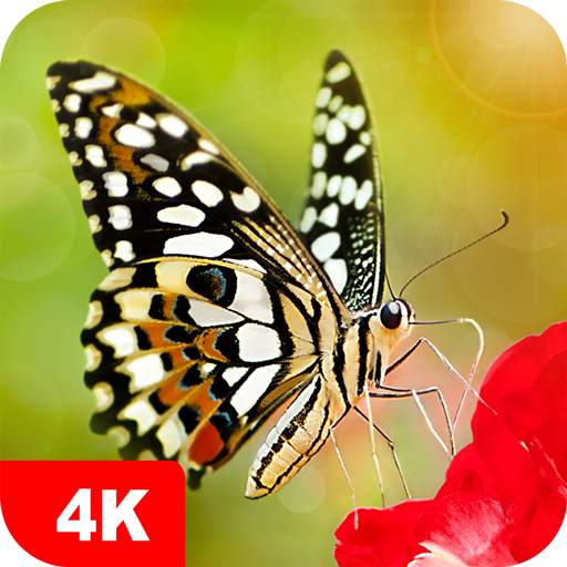 Butterfly Wallpapers 4K 5.5.92