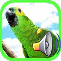 Call Birds on 9Apps