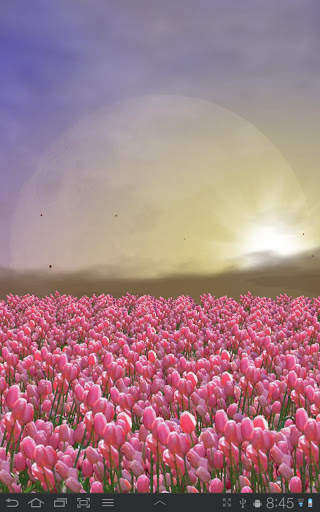 Tulip Field Free LWP screenshot 6