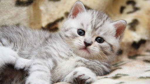 Cats Live Wallpapers screenshot 7