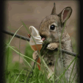 Bunny Ice Live Wallpaper Free icon