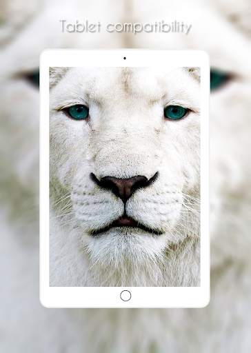 Lion Wallpaper screenshot 8