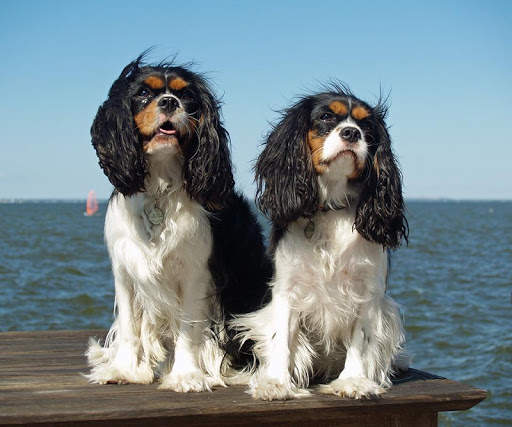 Cavalier King Charles Spaniels screenshot 5