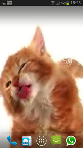 CAT LICKS LIVE WALLPAPER FREE screenshot 3