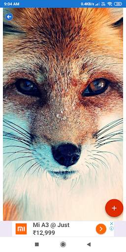 Fox Wallpaper: HD images, Free Pics download screenshot 4