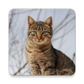 Cute Cat icon
