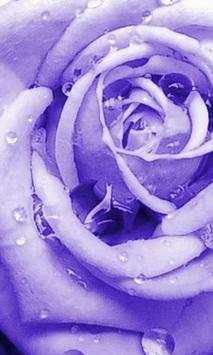 Blue roses wallpapers screenshot 3