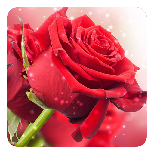 ikon Red Rose Live Wallpaper