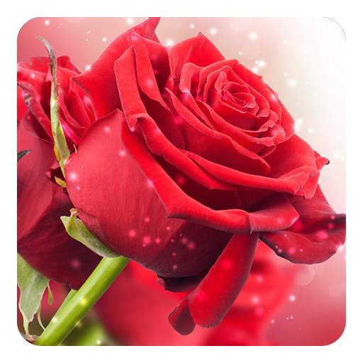Red Rose Live Wallpaper 7.6